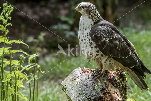 Honey Buzzard (Pernis apivorus)