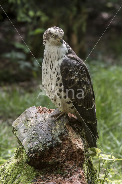 Honey Buzzard (Pernis apivorus)