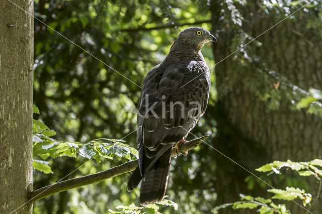 Wespendief (Pernis apivorus)