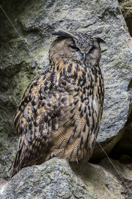 Eurasian Eagle-Owl (Bubo bubo)