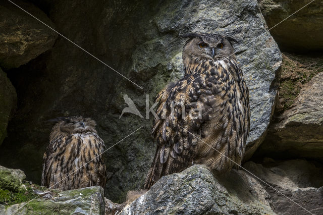 Eurasian Eagle-Owl (Bubo bubo)