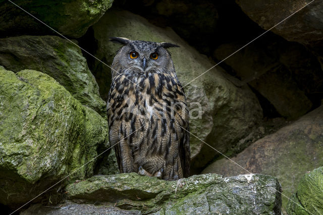 Eurasian Eagle-Owl (Bubo bubo)