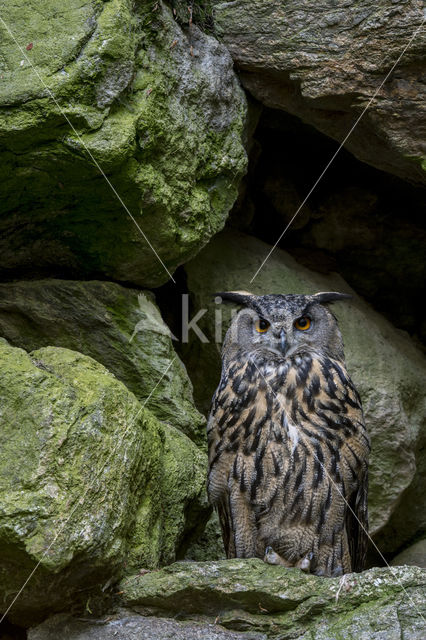 Eurasian Eagle-Owl (Bubo bubo)