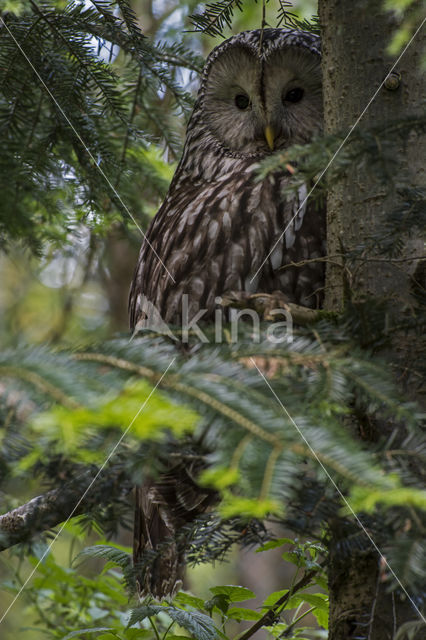 Oeraluil (Strix uralensis)