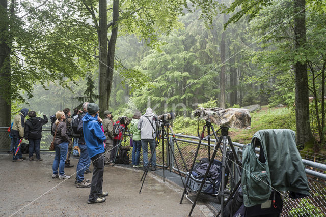 Nationaal park Beierse Woud