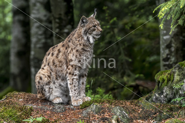 Euraziatische lynx (Lynx lynx)