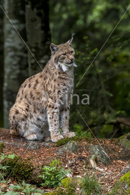 Euraziatische lynx (Lynx lynx)