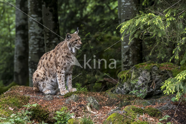 Euraziatische lynx (Lynx lynx)