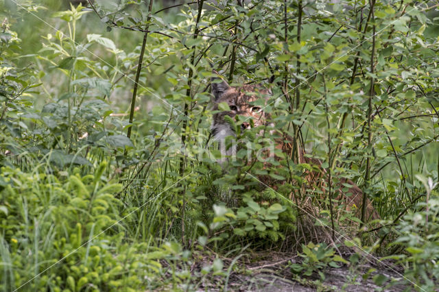 Euraziatische lynx (Lynx lynx)