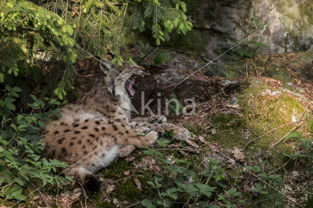 Euraziatische lynx (Lynx lynx)