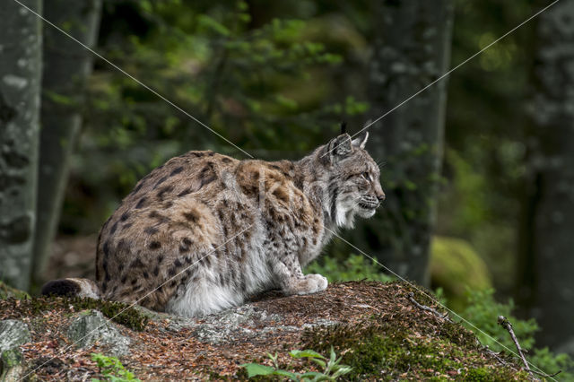 Euraziatische lynx (Lynx lynx)