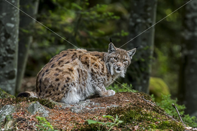 Euraziatische lynx (Lynx lynx)