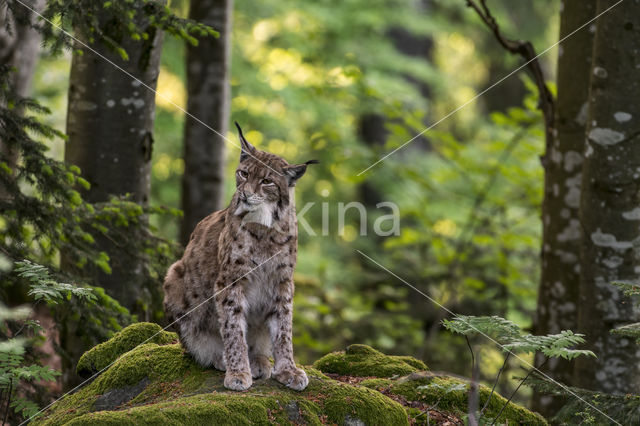 Eurasian Lynx (Lynx lynx)