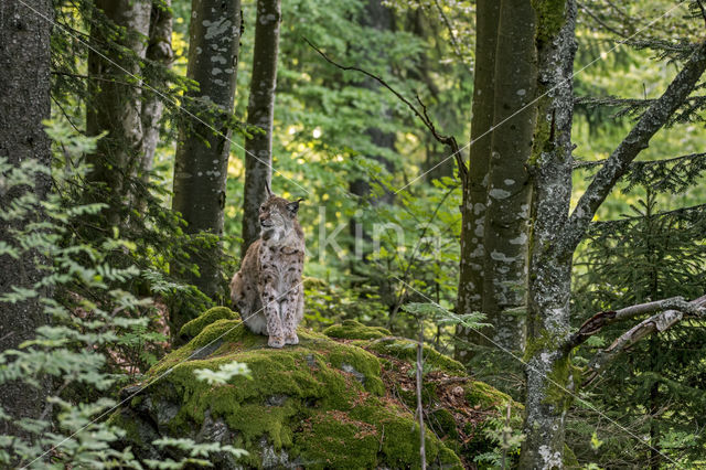 Eurasian Lynx (Lynx lynx)