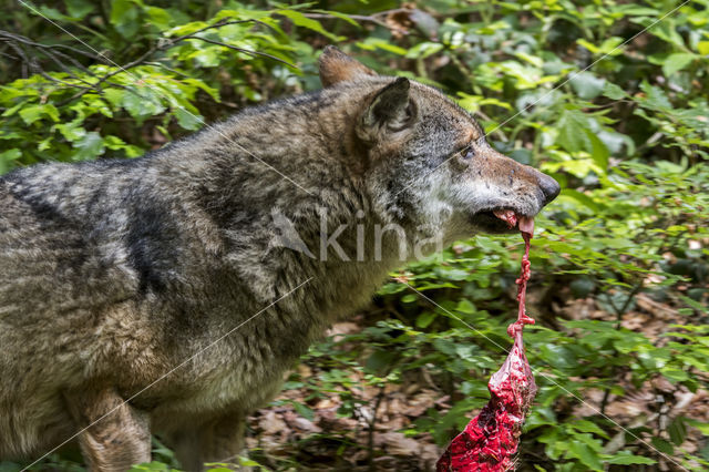 Grey Wolf (Canis lupus)