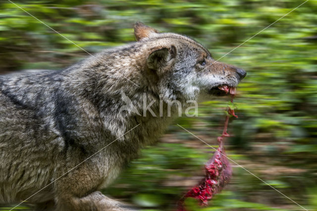 Grey Wolf (Canis lupus)