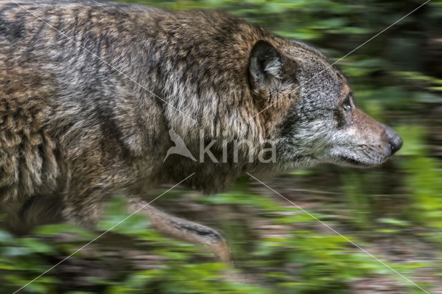 Grey Wolf (Canis lupus)