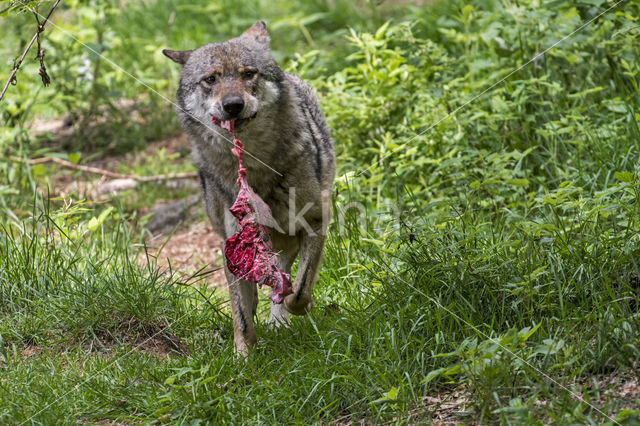 Grey Wolf (Canis lupus)