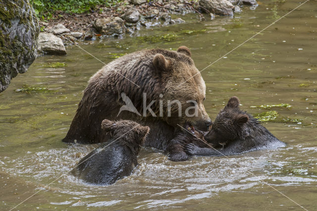 Brown Bear (Ursus arctos arctos)