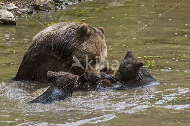 Brown Bear (Ursus arctos arctos)