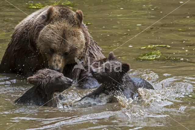 Brown Bear (Ursus arctos arctos)