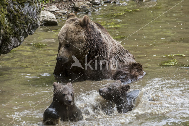 Brown Bear (Ursus arctos arctos)