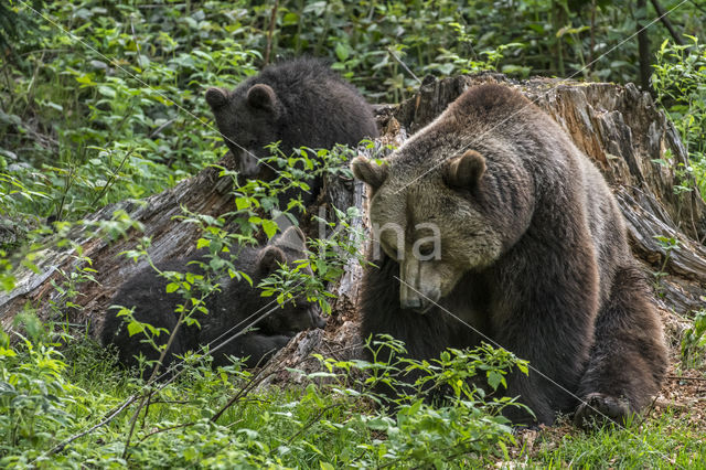 Brown Bear (Ursus arctos arctos)