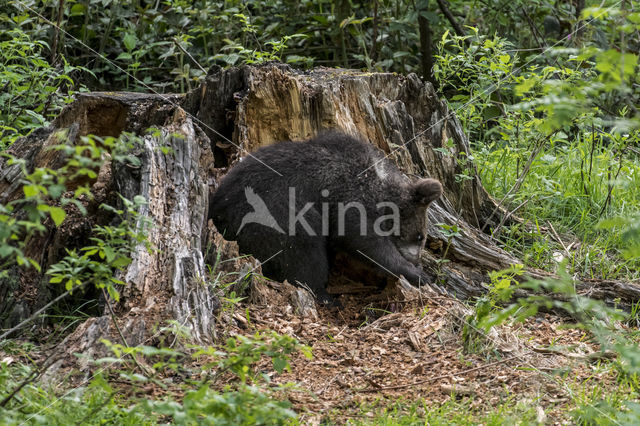 Brown Bear (Ursus arctos arctos)