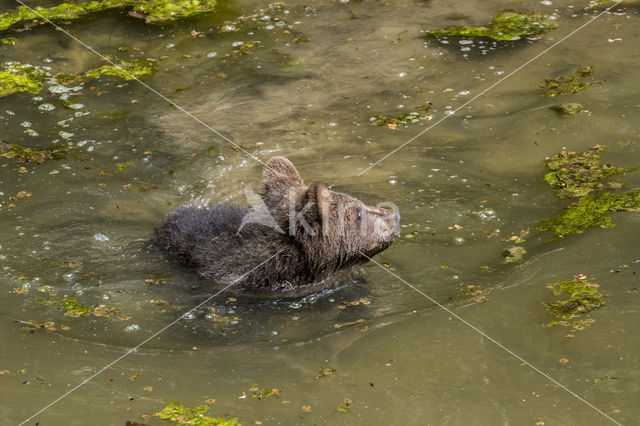 Brown Bear (Ursus arctos arctos)