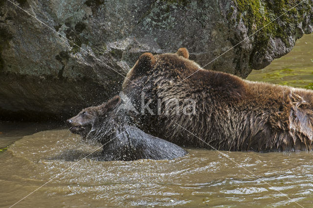 Brown Bear (Ursus arctos arctos)