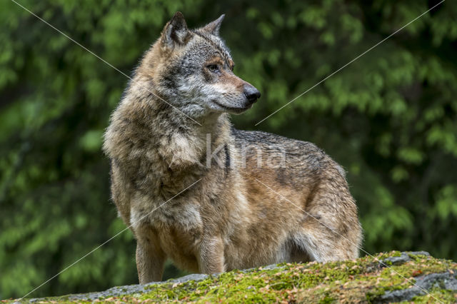 Grey Wolf (Canis lupus)