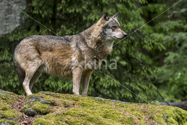 Grey Wolf (Canis lupus)