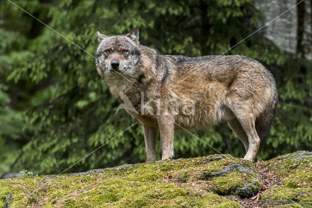 Grey Wolf (Canis lupus)