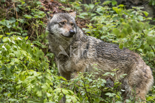 Grey Wolf (Canis lupus)