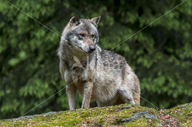 Grey Wolf (Canis lupus)