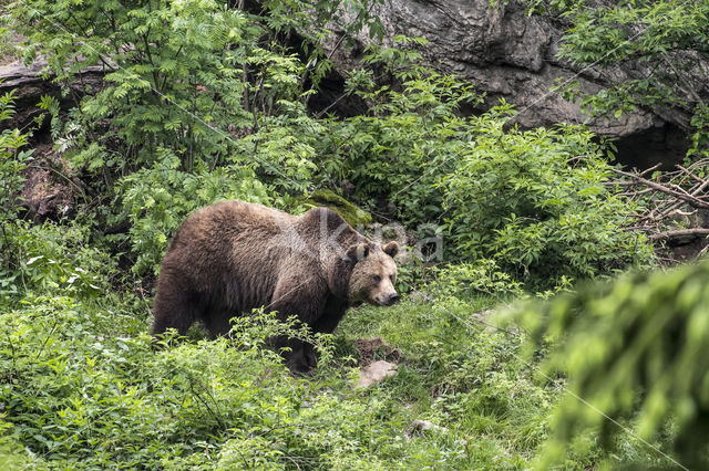 Brown Bear (Ursus arctos arctos)