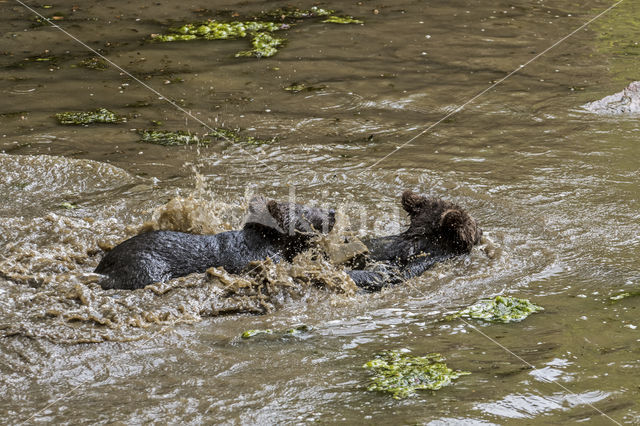 Brown Bear (Ursus arctos arctos)