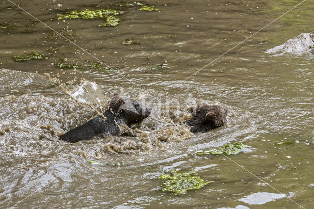 Ursus arctos arctos