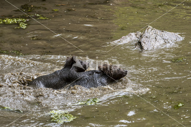 Brown Bear (Ursus arctos arctos)