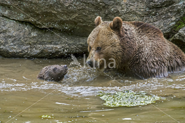 Ursus arctos arctos