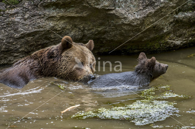 Brown Bear (Ursus arctos arctos)