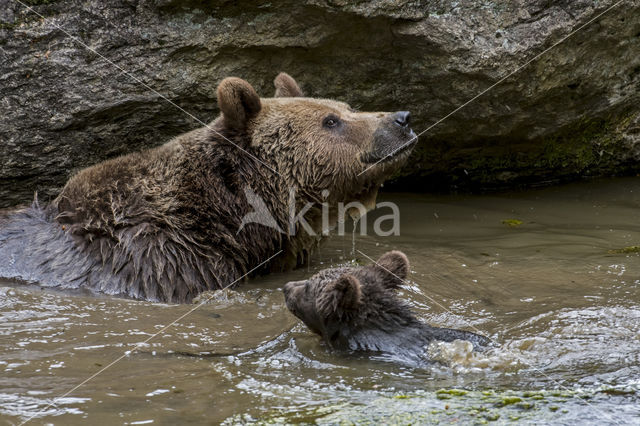 Brown Bear (Ursus arctos arctos)