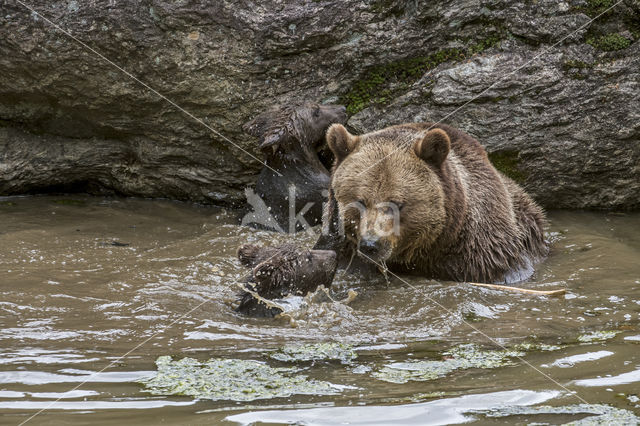 Brown Bear (Ursus arctos arctos)