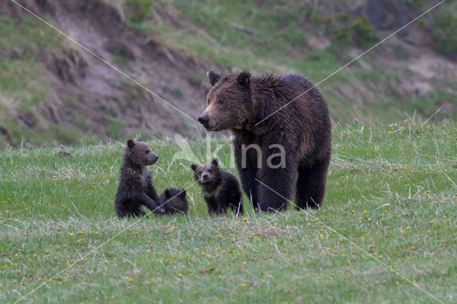 Grizzly Bear (Ursus arctos horribilis)