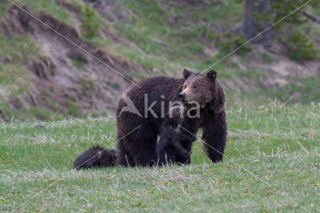 Grizzly Bear (Ursus arctos horribilis)