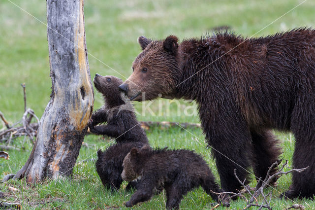 Grizzlybeer