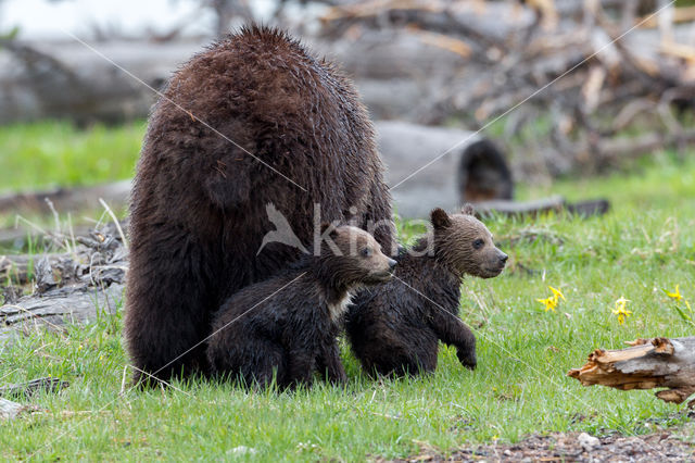 Grizzly Bear (Ursus arctos horribilis)