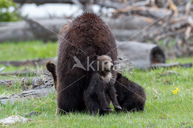 Grizzly Bear (Ursus arctos horribilis)