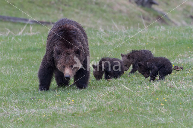 Grizzly Bear (Ursus arctos horribilis)