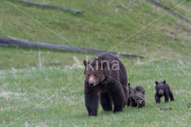 Grizzly Bear (Ursus arctos horribilis)